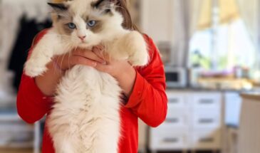 Котята рэгдолл от Эмили